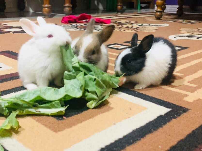 Rabbit Breeder - Cover photo