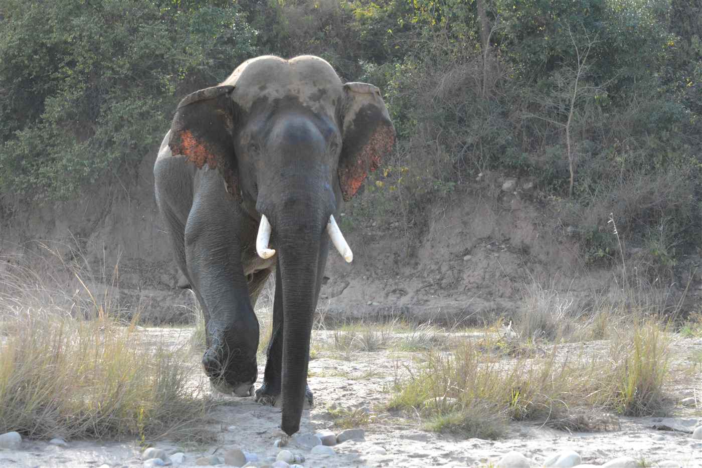 Rajaji Safari - Cover photo
