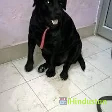 Rajdhani Dog & Cat Clinic - Logo