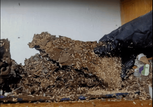 Rat Organic Pest Control - Cover photo