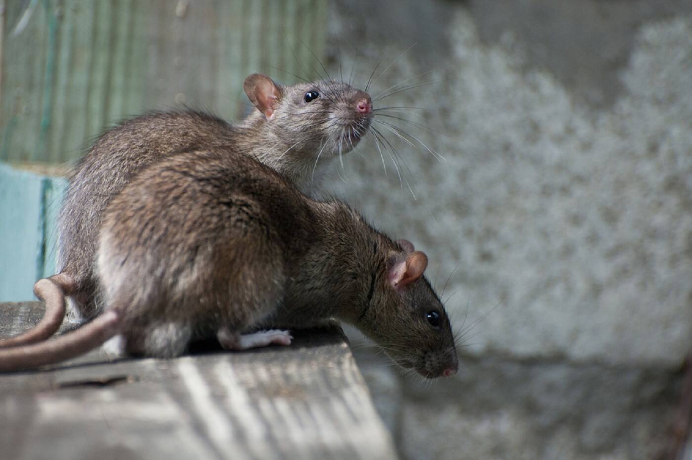 Rats Pest Control Perth - Logo