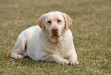 Rawsome Dogs Food - Logo