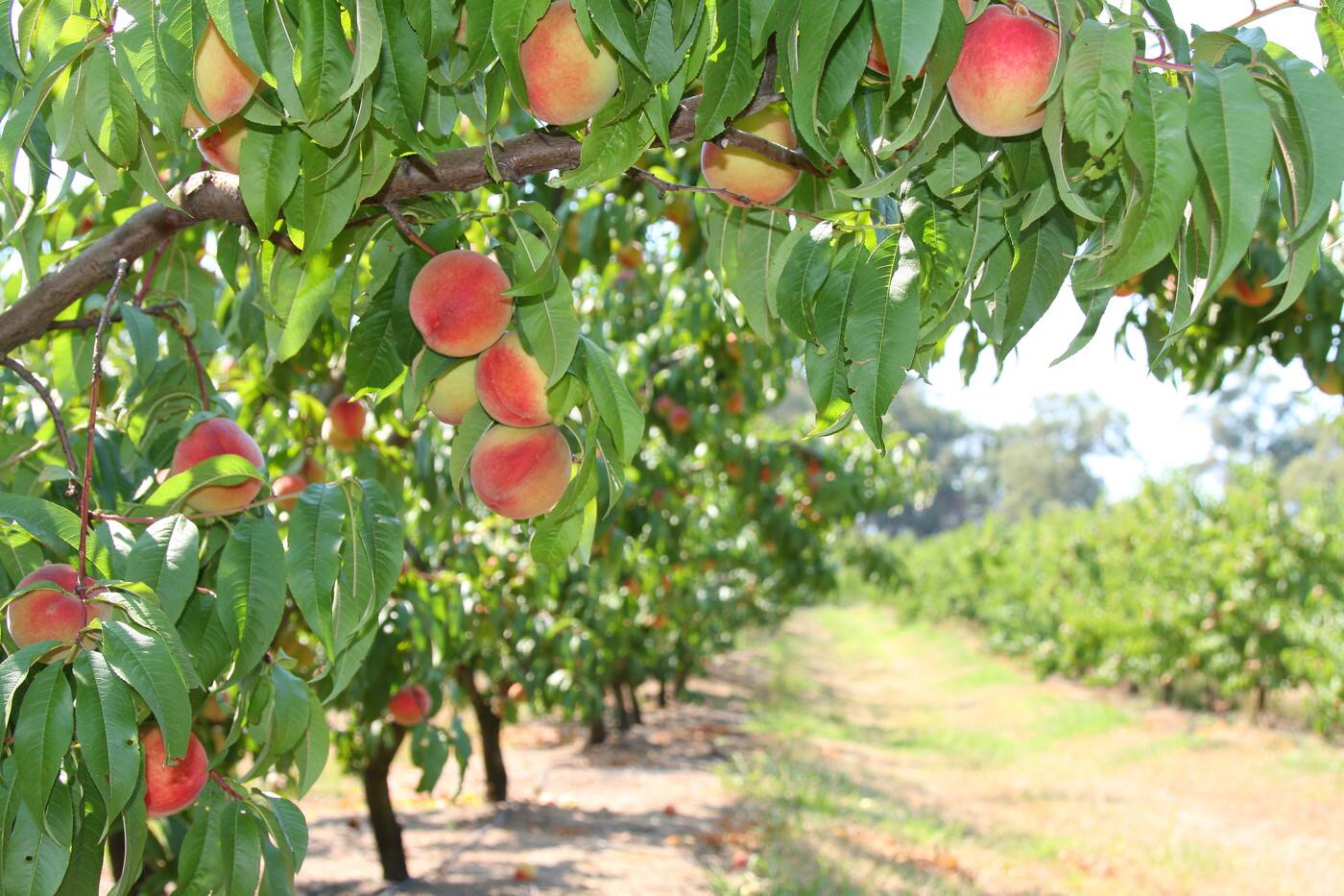 Rayners Orchard - Cover photo