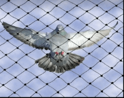 Real HCI Pest Control Services In Delhi - Logo