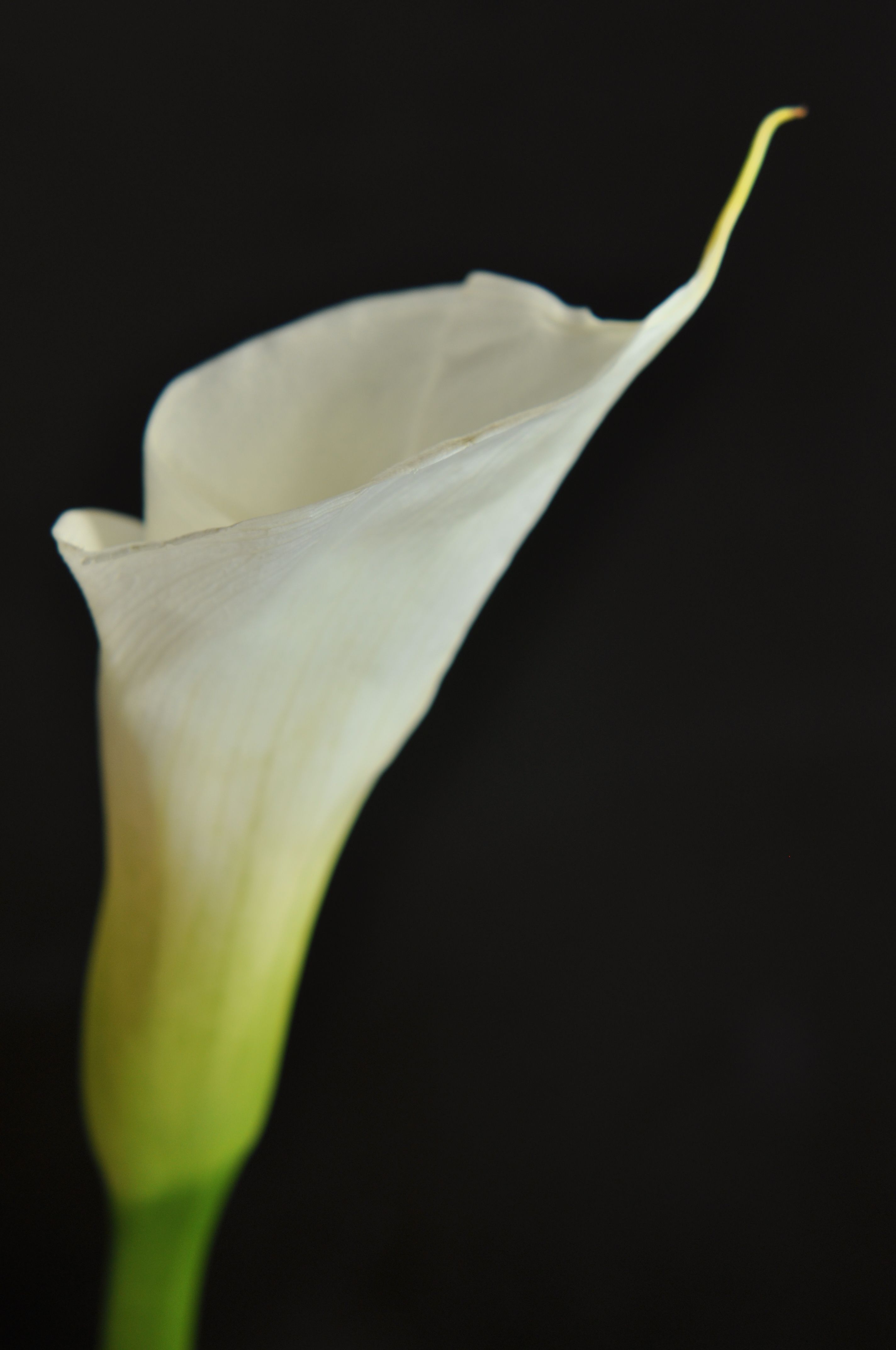 Rebecca Nash Photography - Cover photo