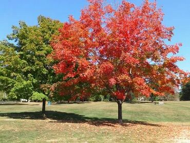 Red Oak Tree and Lawn Care Services - Logo