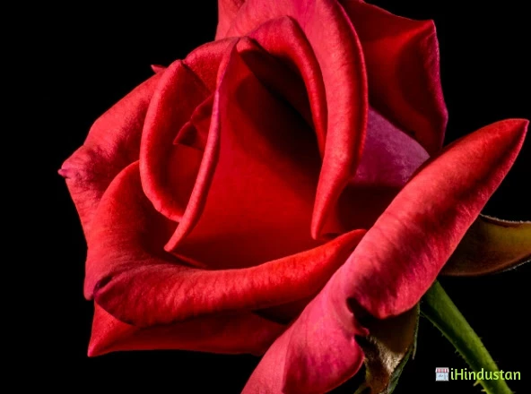 RED ROSE SENIOR SEC.SCHOOL - Logo