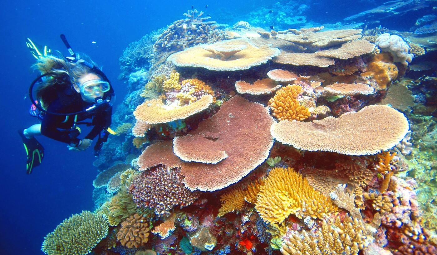 Reef Magic Cruises - Cover photo