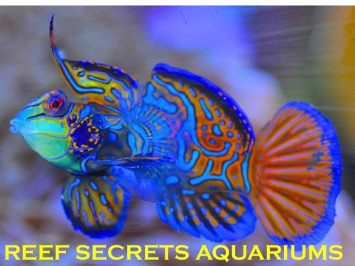 Reef Secrets Aquariums - Cover photo