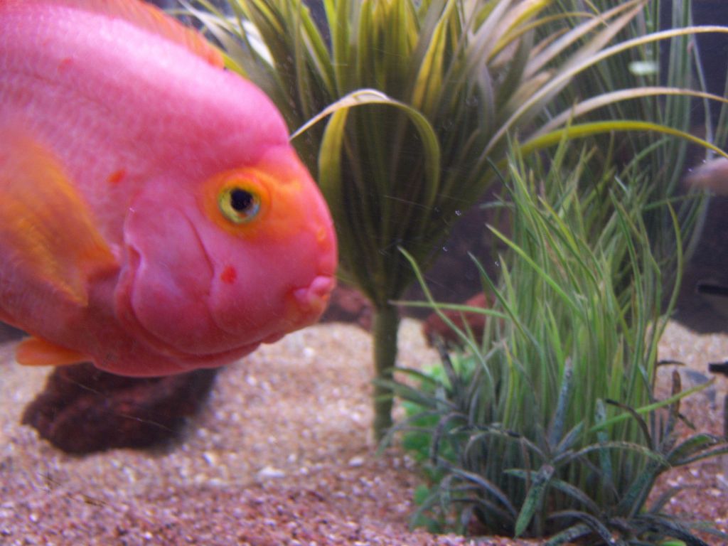 Reef Tech Aquarium Cleaning - Logo