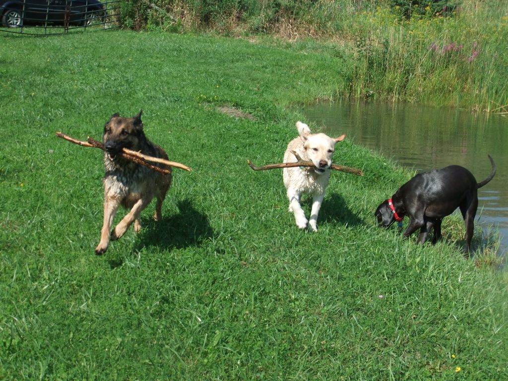 Regal Dogs Resort - Cover photo