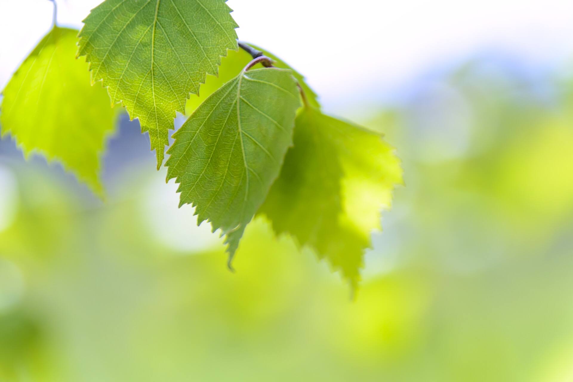 Revive Naturopathic & Yoga Wellness - Cover photo