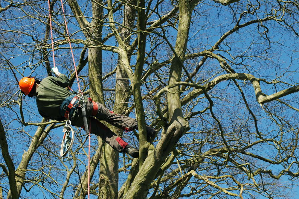 Richmond Valley Tree Services - Logo