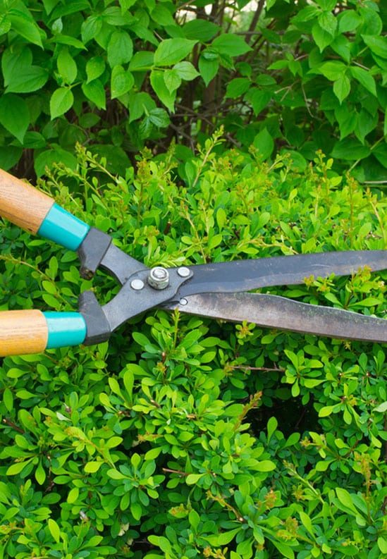 Robert Mank Tree Care Services - Logo