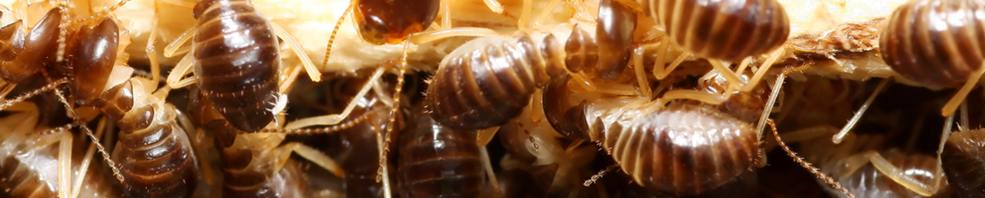 Roger Clark Pest Management - Cover photo