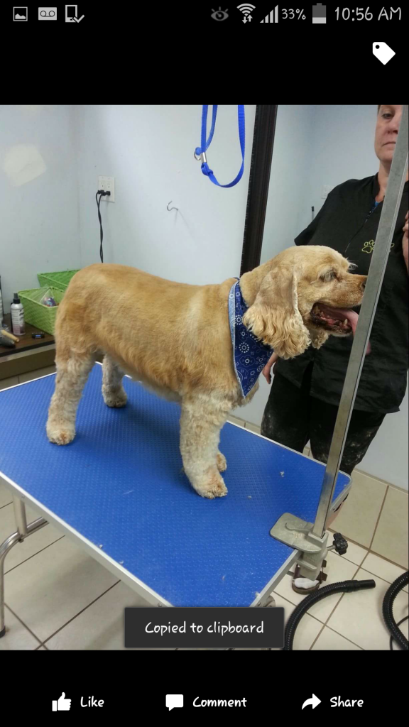 Royal Parkside Grooming - Cover photo