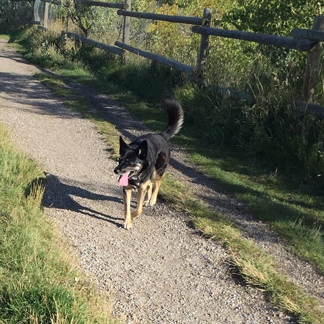 Runs With Rover Dog Walking Inc. - Cover photo