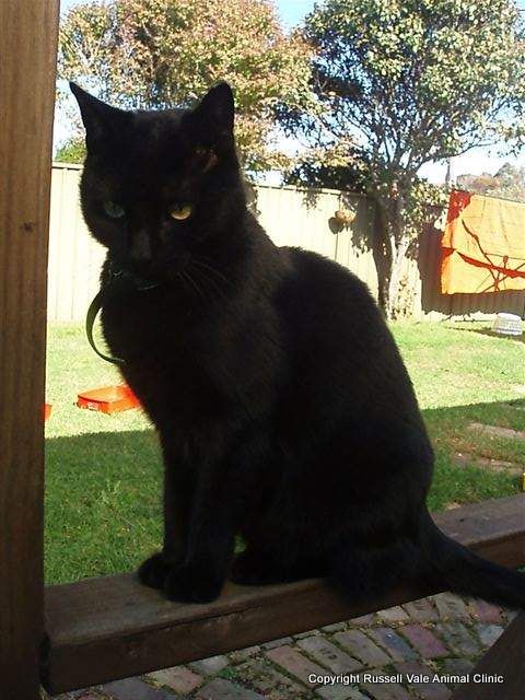 Russell Vale Animal Clinic - Cover photo