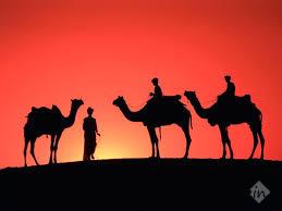 Safari India Travel Consultant - Cover photo