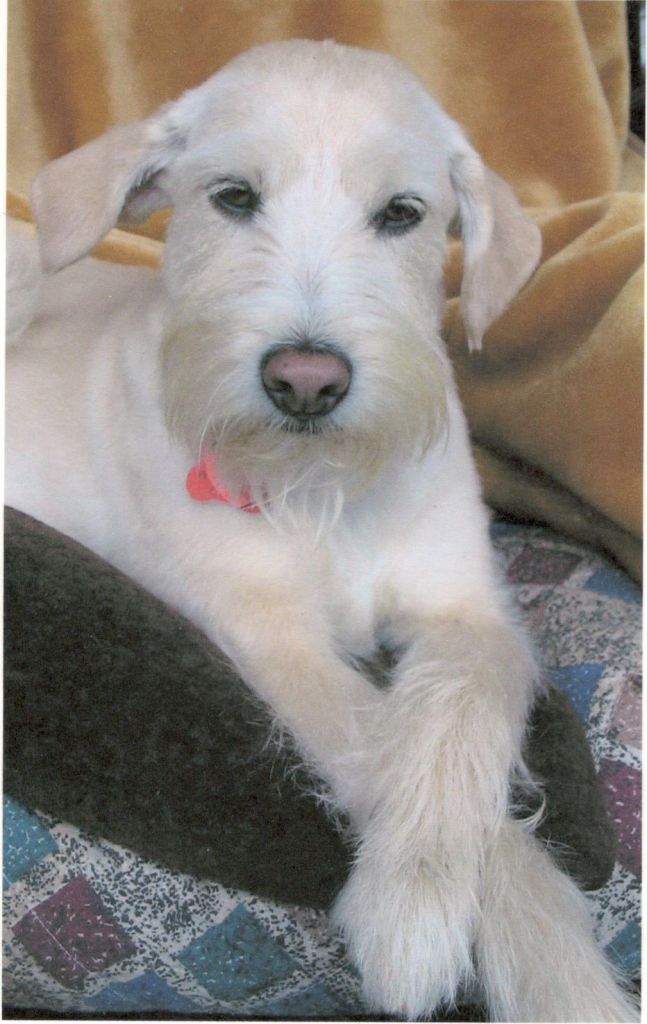 Sally&s;s Grooming - Cover photo