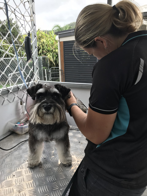 Salty Pawz Pet Grooming - Cover photo
