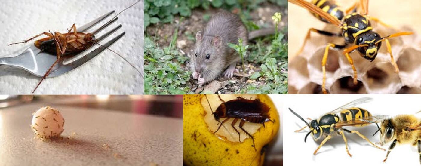 Same Day Pest Control - Cover photo