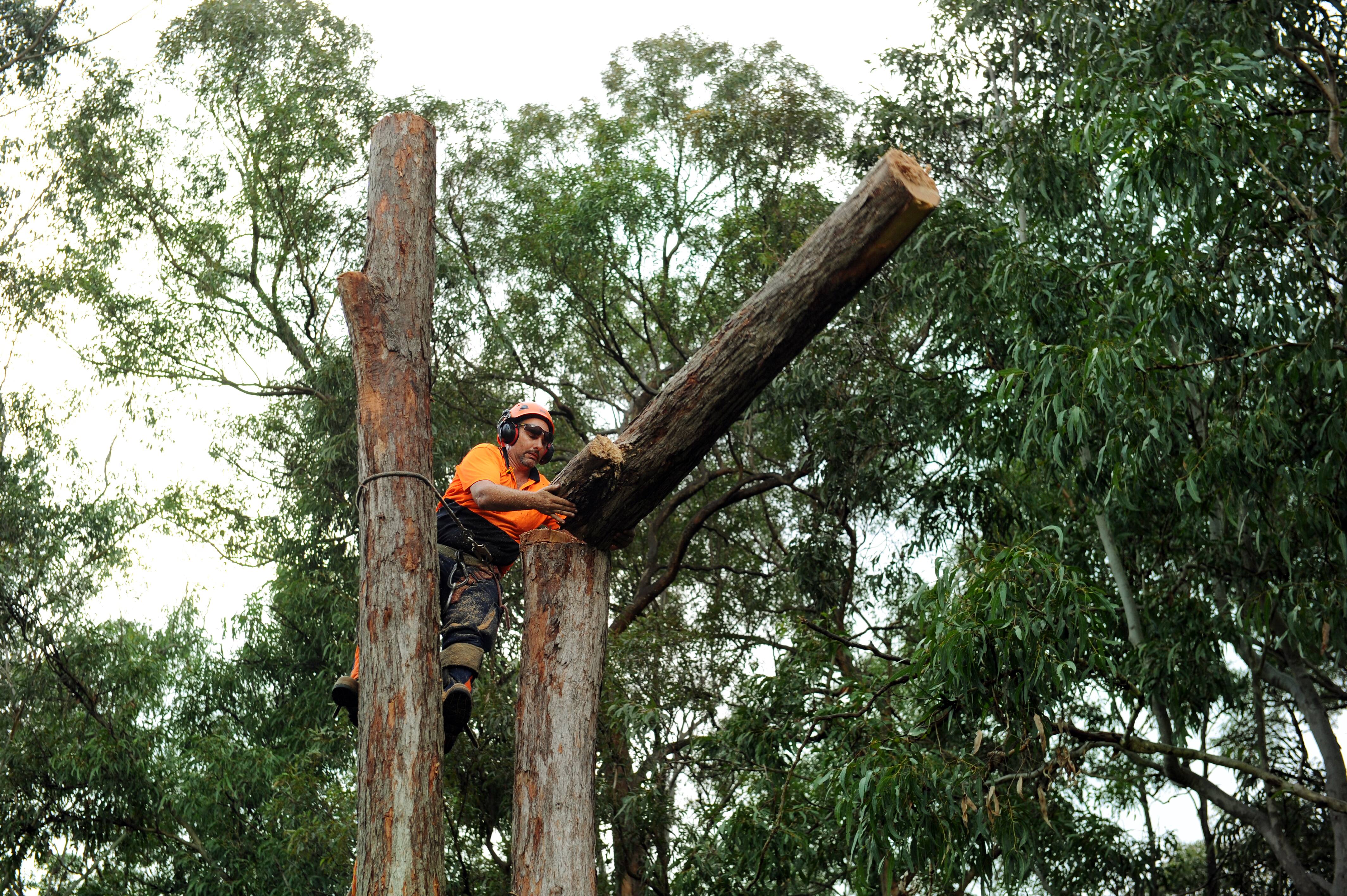 Sam The Tree Man - Cover photo