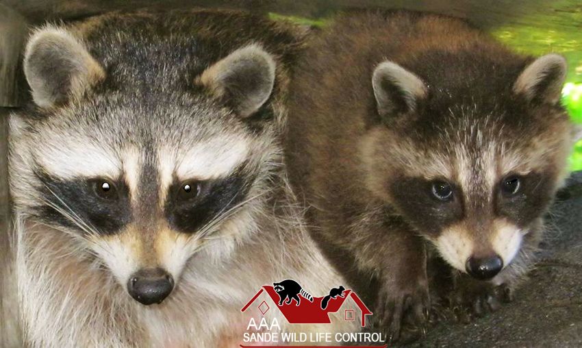 Sande Wildlife Control - Logo