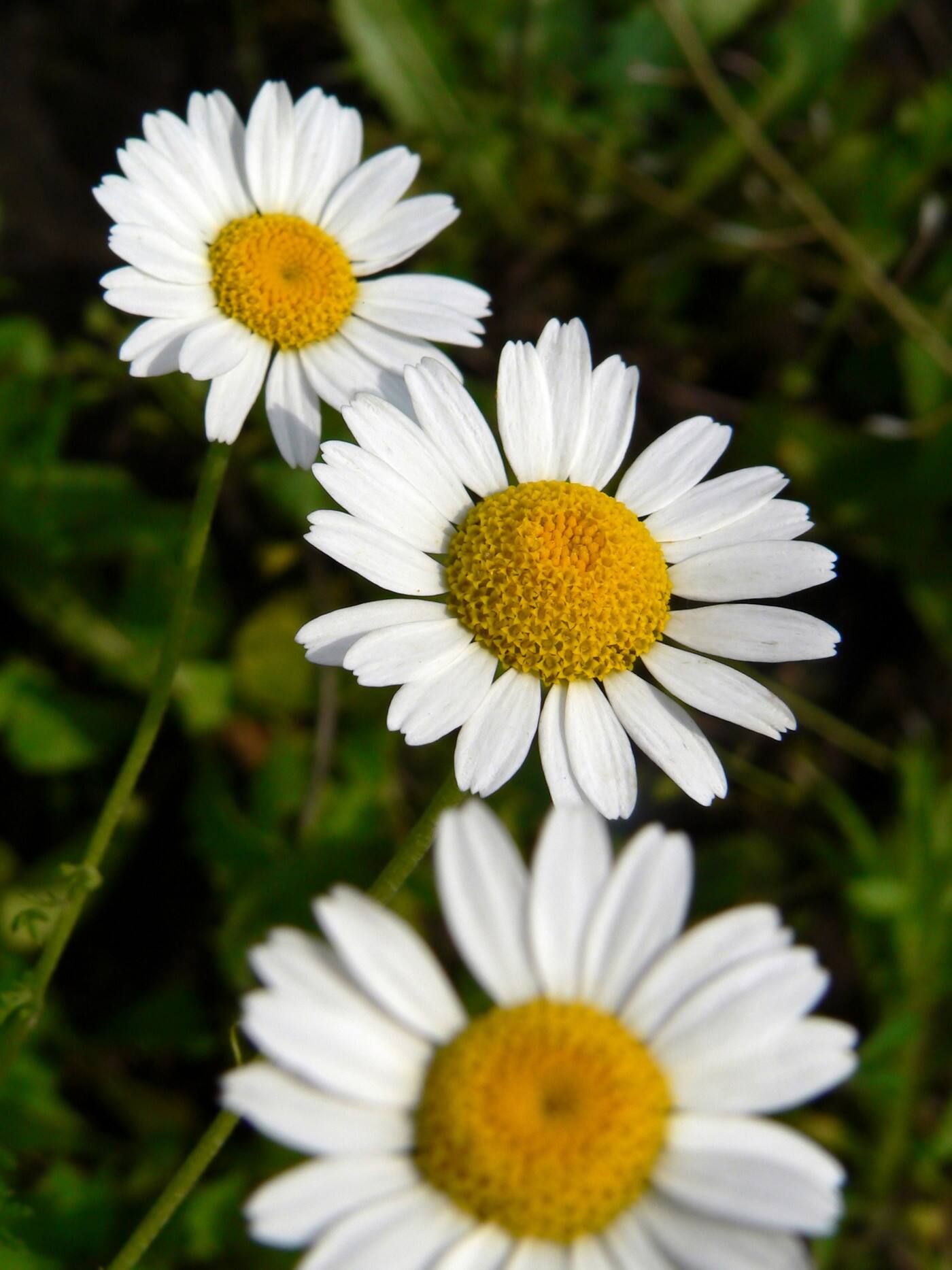 Sara-Jane Cleland Naturopath - Cover photo