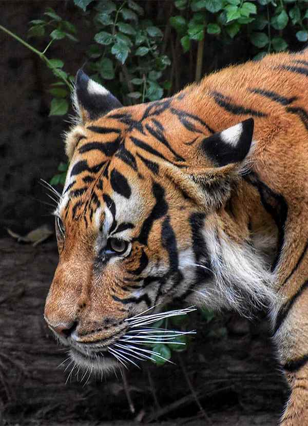 Sariska Wild Ventures - Cover photo
