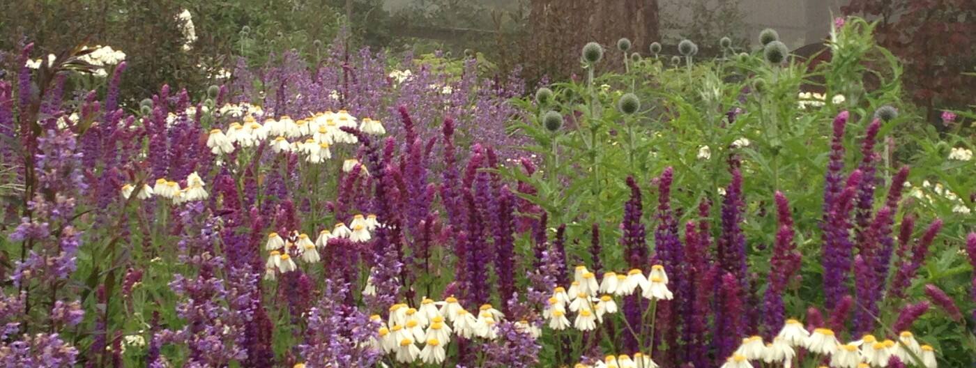 Sassafras Gardens - Cover photo