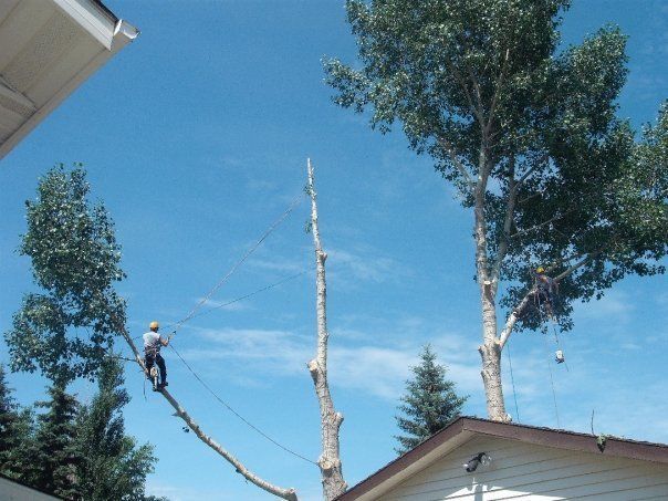 Sawyer&s;s Tree Service - Cover photo