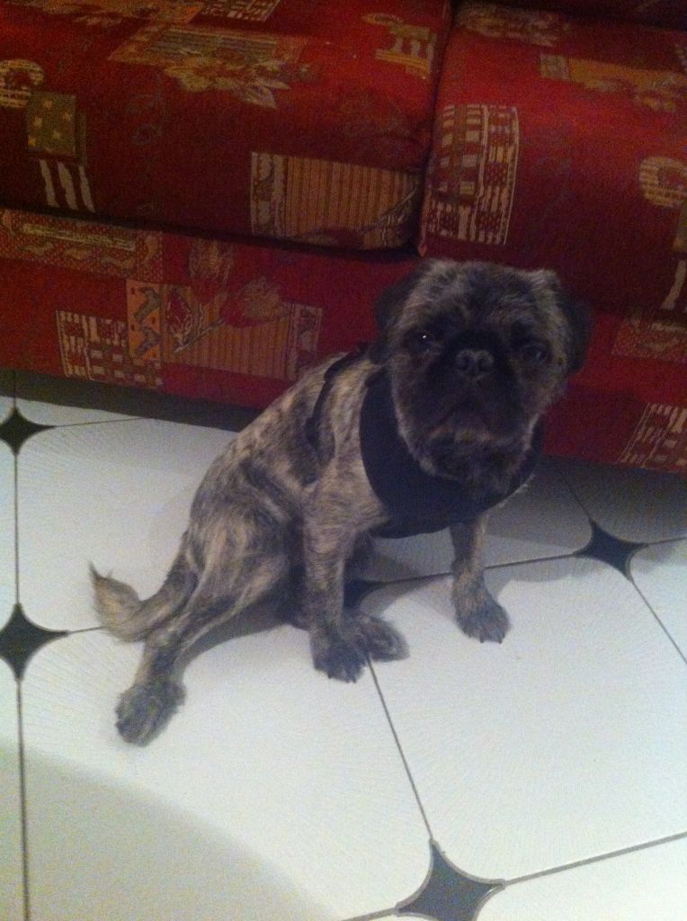 Scrub-A-Dub Doggy Pet Grooming Svc&s;s - Cover photo