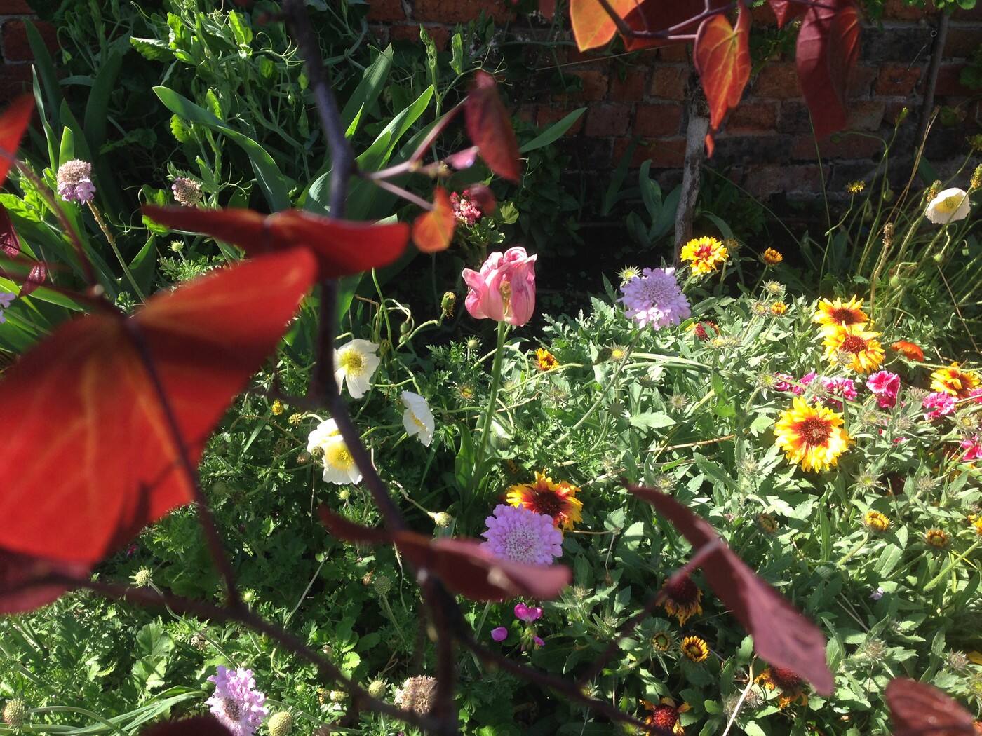 Seasonal Gardening - Logo