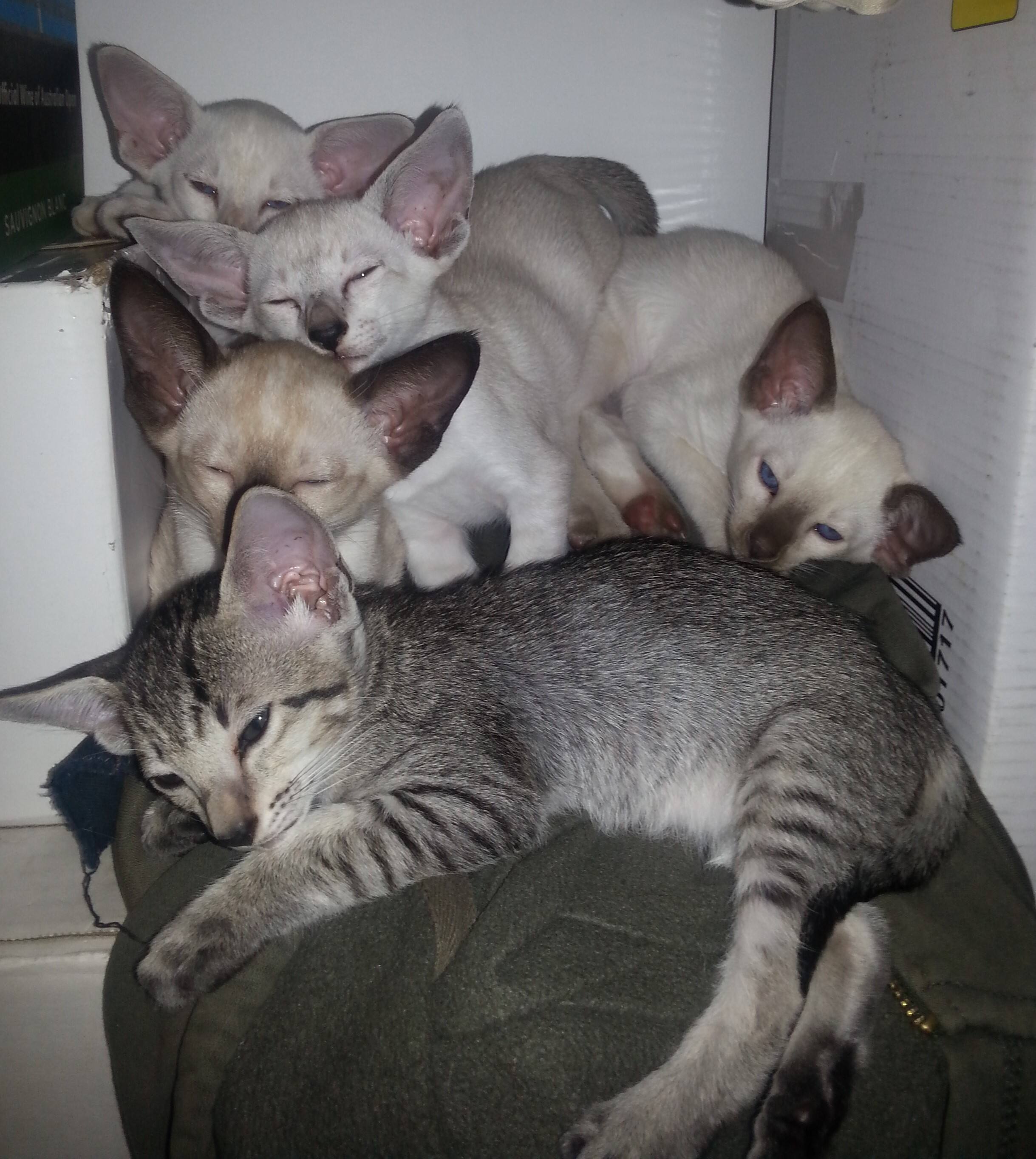 Seki Cattery - Cover photo