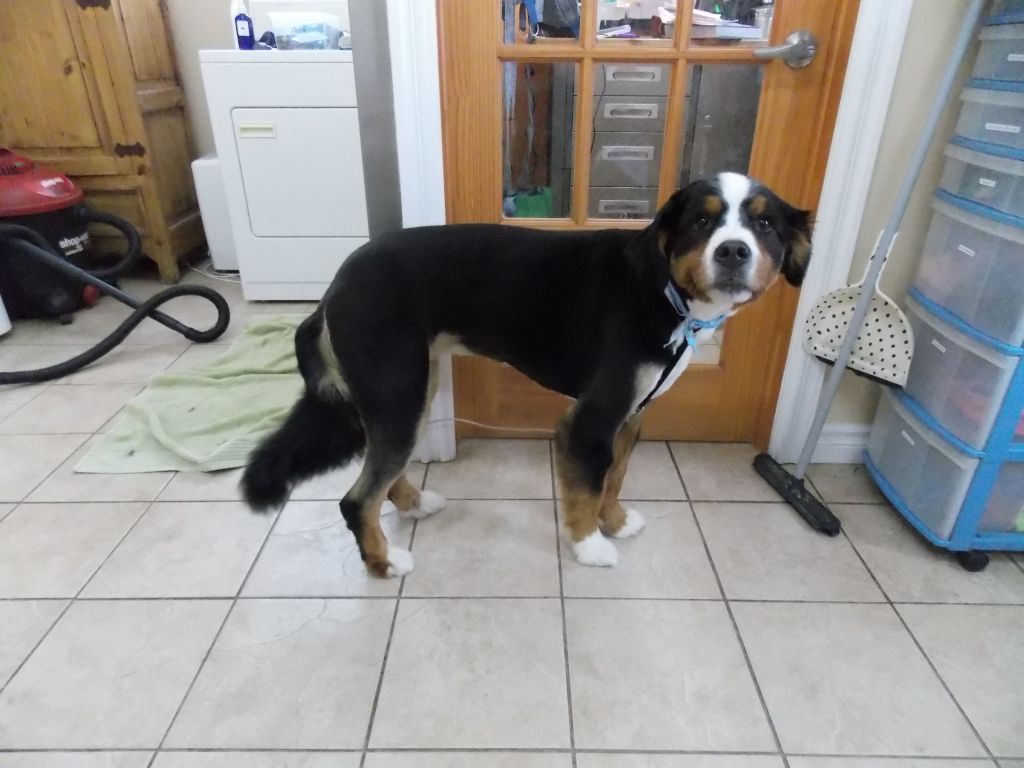 Services Canins Sabou - Logo