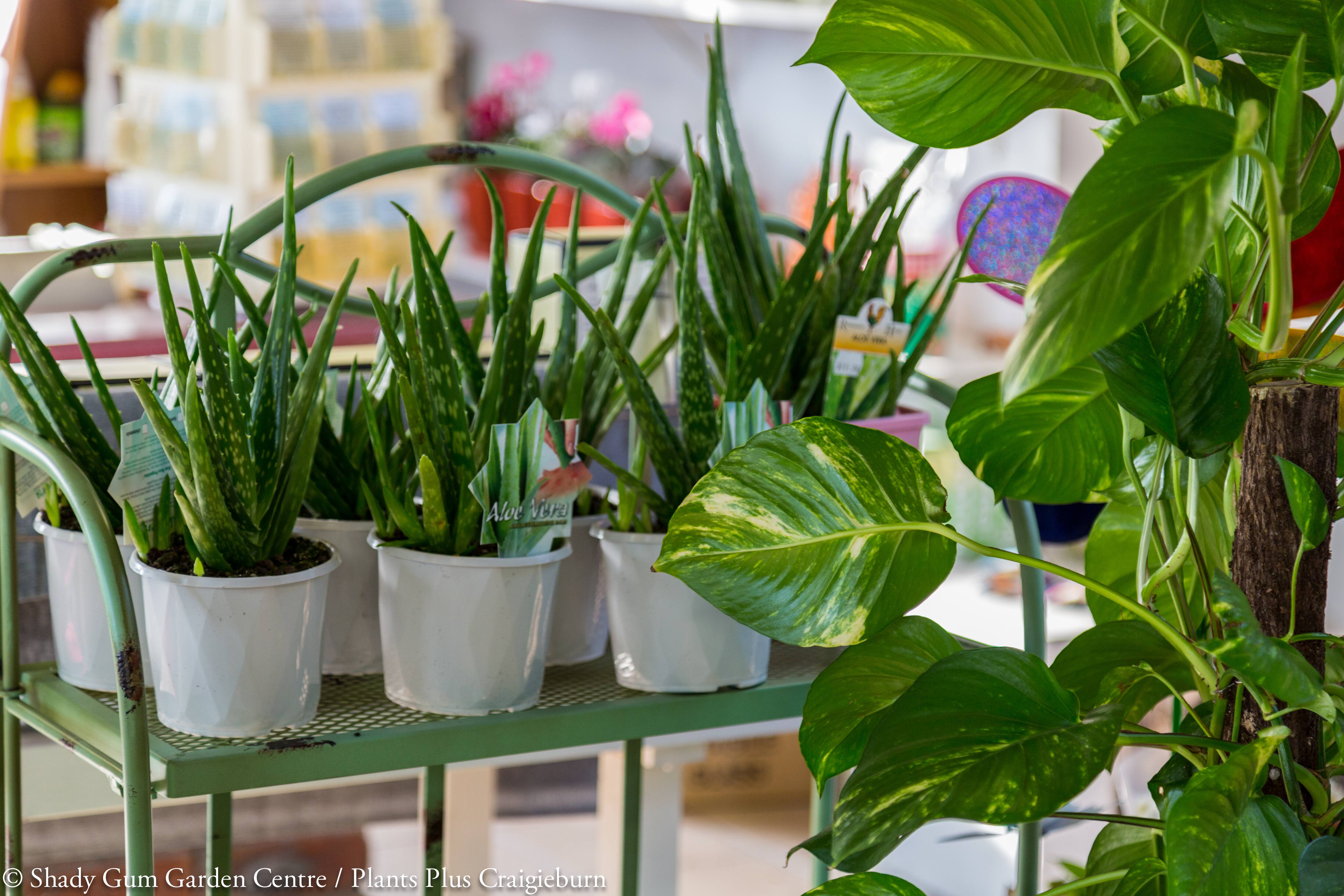 Shady Gum Garden Centre - Cover photo