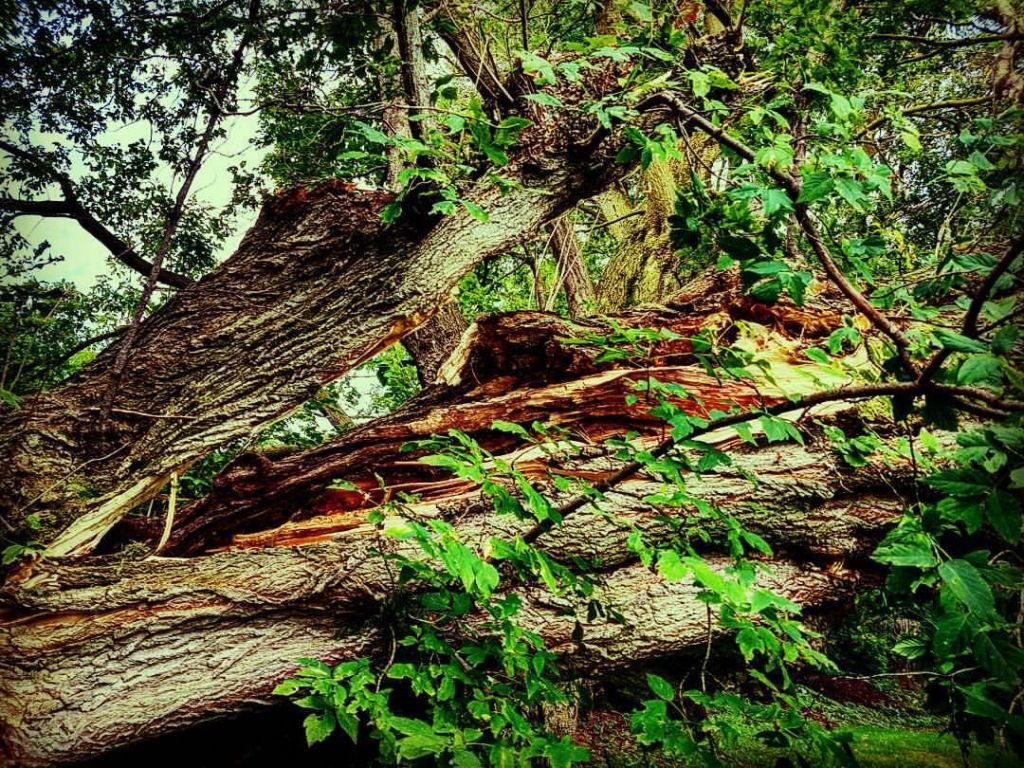 Shady Lane Expert Tree Care Inc - Cover photo