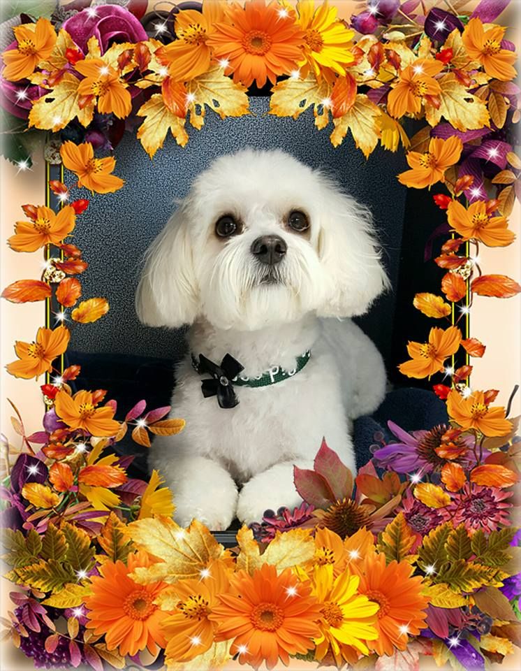 Shaggy Chic Grooming Boutique - Cover photo