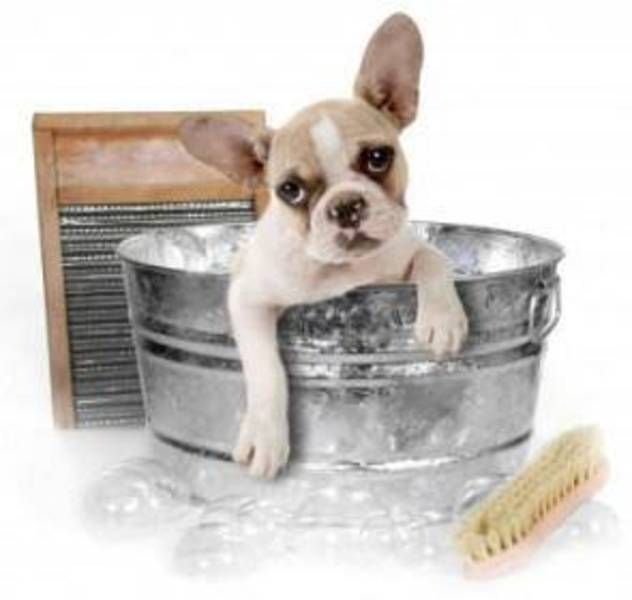 Shake a Paw Pet Salon - Logo