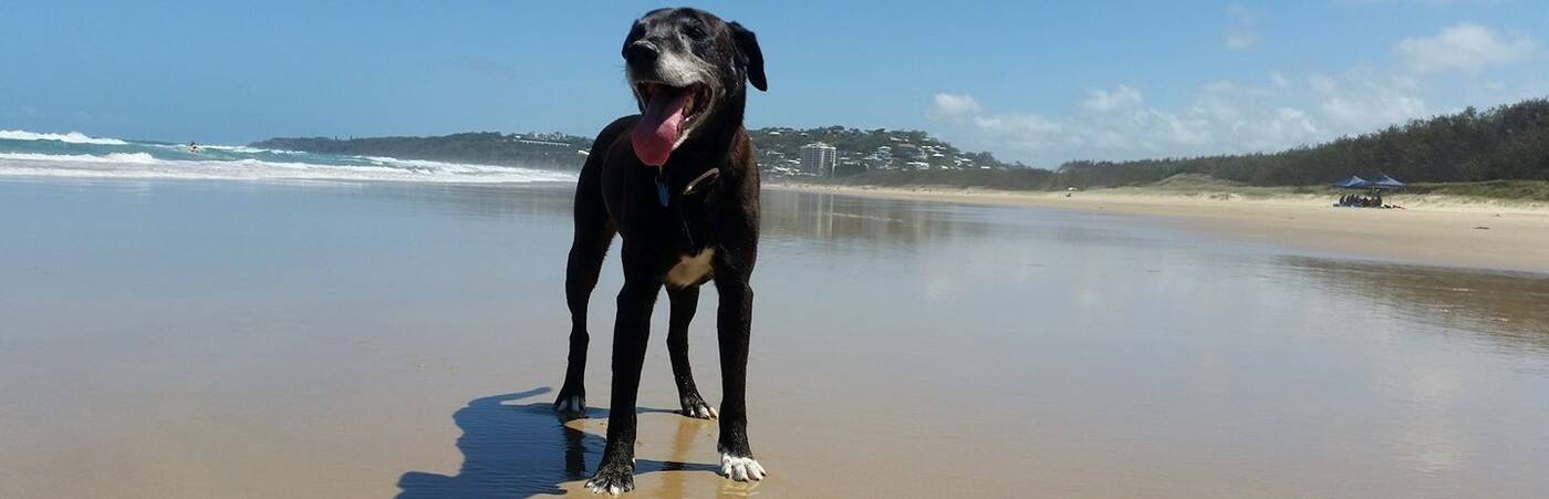 sharni's PET CARE - Cover photo