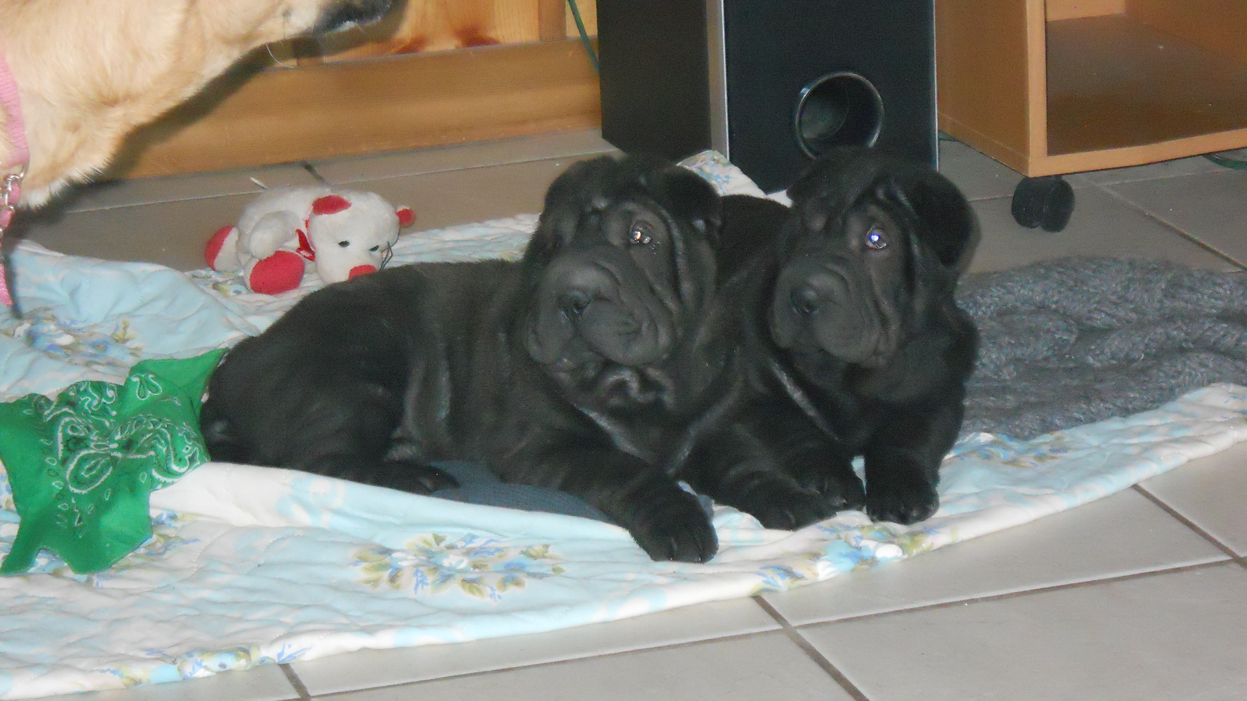 SharPei&s;s by B&a;B - Logo