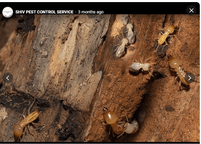 SHIV PEST CONTROL SERVICE - Cover photo