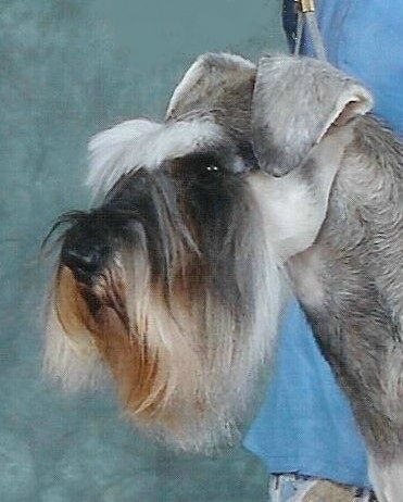 Silvercastle Boarding, Grooming &a; Training - Logo