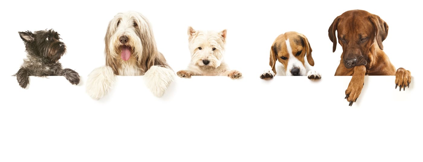 Silver Pawz Salon - Cover photo