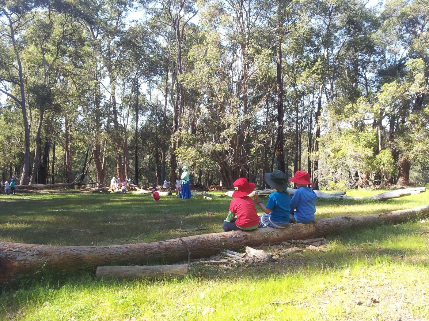 Silver Tree Steiner School - Cover photo