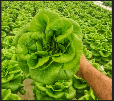 Simply Fresh Pvt Ltd - Cover photo