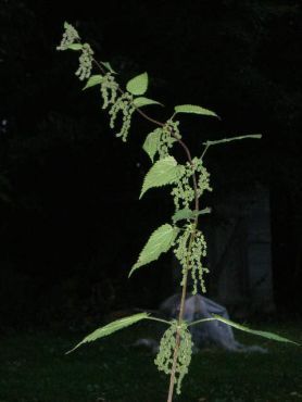 Singing Nettles Herbal Clinic - Cover photo