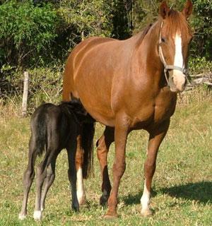SLH Performance Horses - Logo