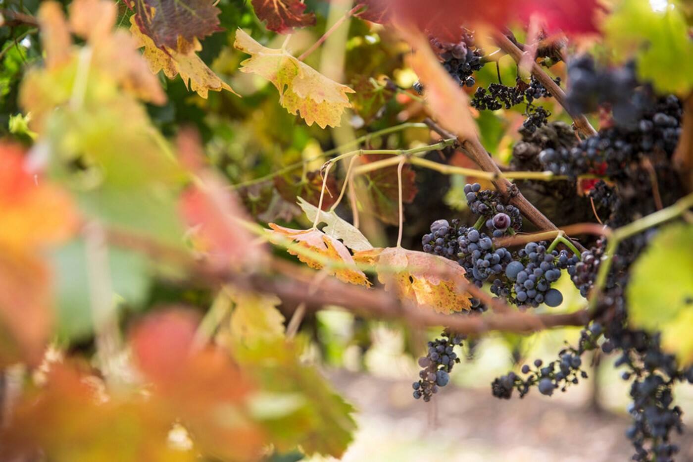 Small Batch Wine Tours - Logo